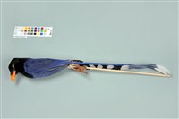 臺灣藍鵲藏品圖，第5張